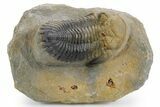 Detailed Hollardops Trilobite Fossil - Multi-Toned Preservation #359499-3